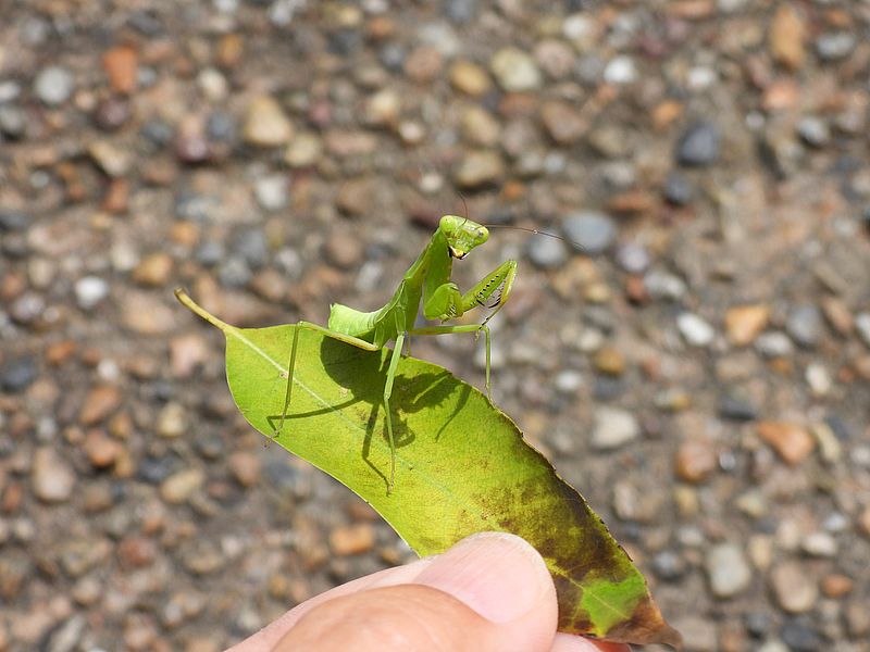 ハラビロカマキリのお引越し