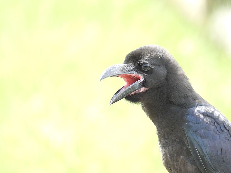 かわいいカラヤン