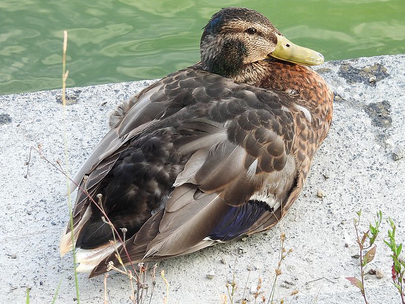 マガモちゃんぽいカモちゃん