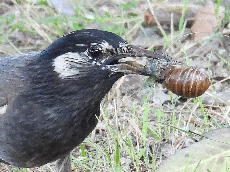 羽化しかけたとたん食われるセミちゃん