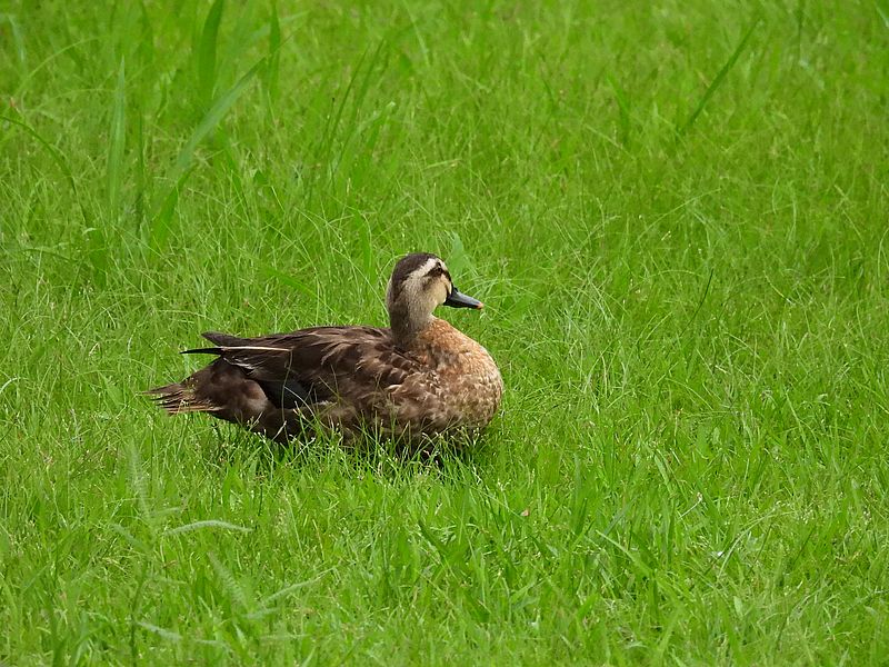 マルガモちゃんかなぁ？池の成分で染まる説も聞くからわからないけど。