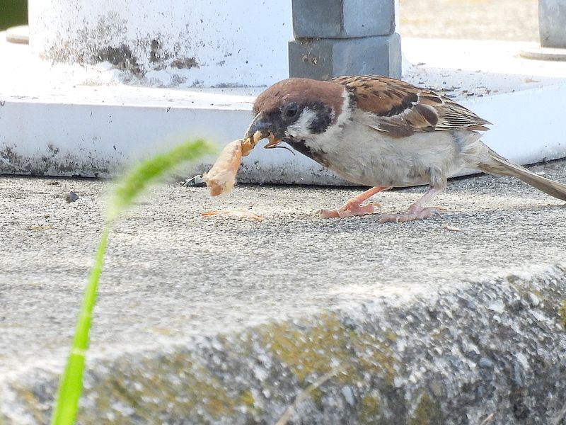スズメちゃん