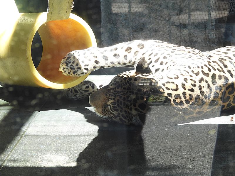 ジャガーのロンさん