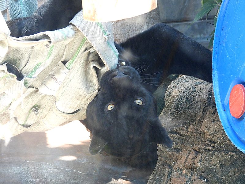 ジャガーの小春ちゃん
