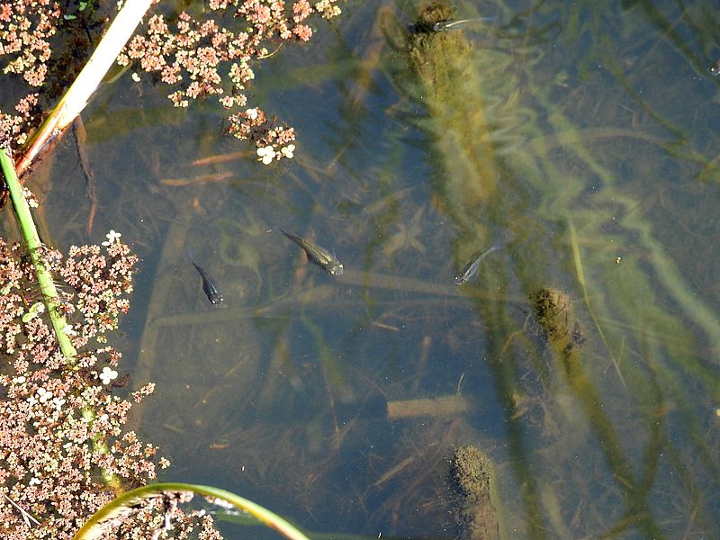 モズ橋からお魚が見えた