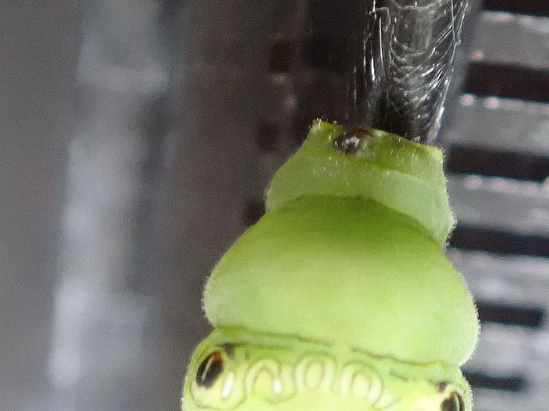 ナミアゲハの前蛹(傷アリ)