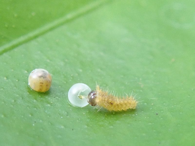 ナミアゲハの卵