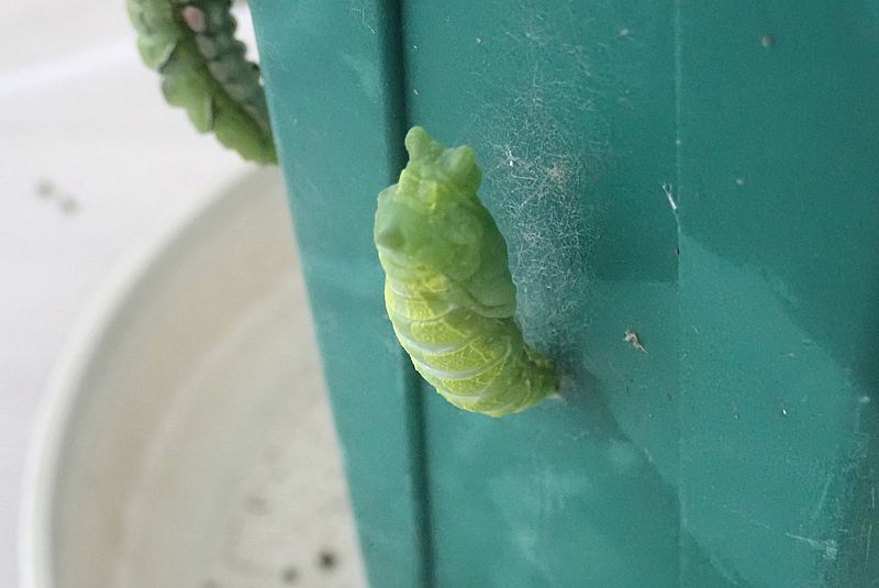 ナミアゲハの蛹