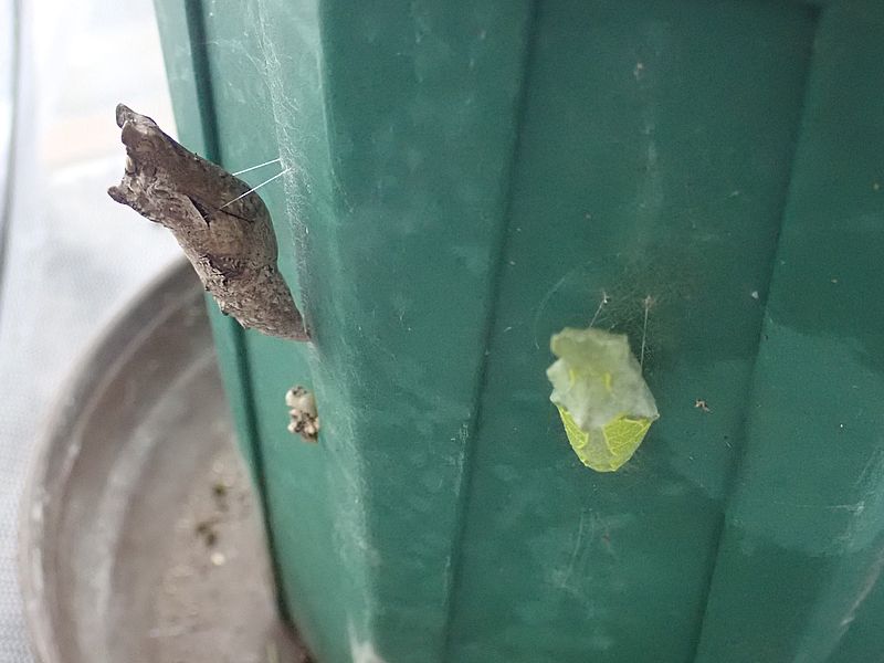 ナミアゲハの蛹