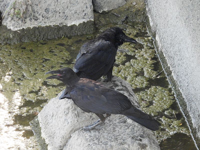 カラヤン