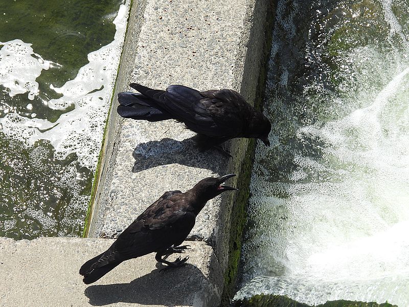カラヤン