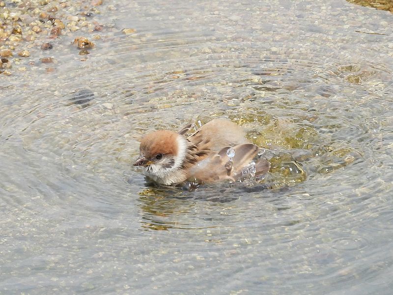 ぱちゃぱちゃちゅんこ