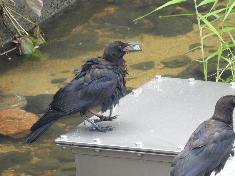 カラヤン
