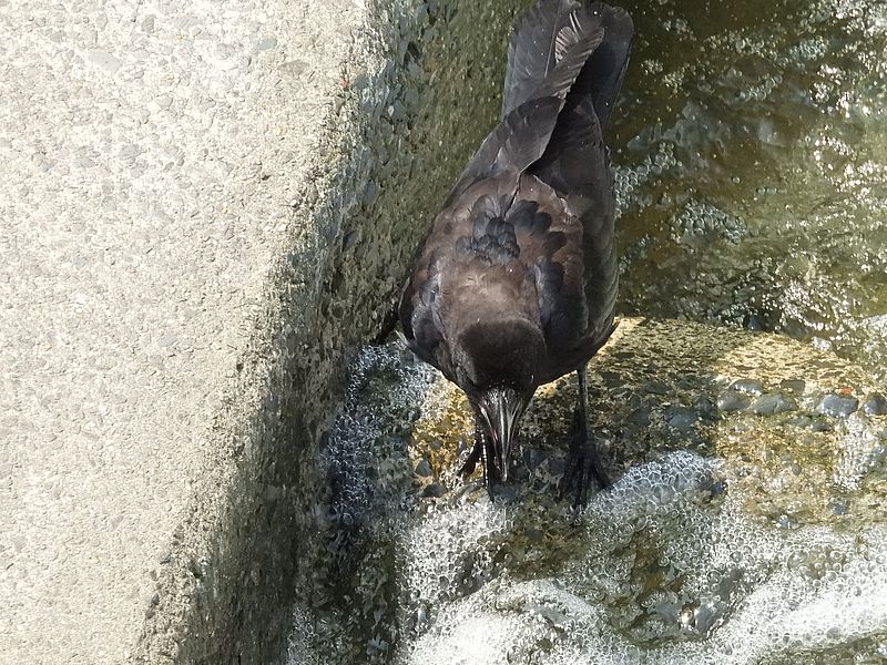 カラヤン