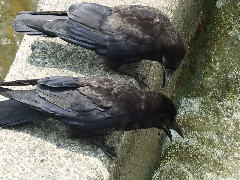 カラヤン
