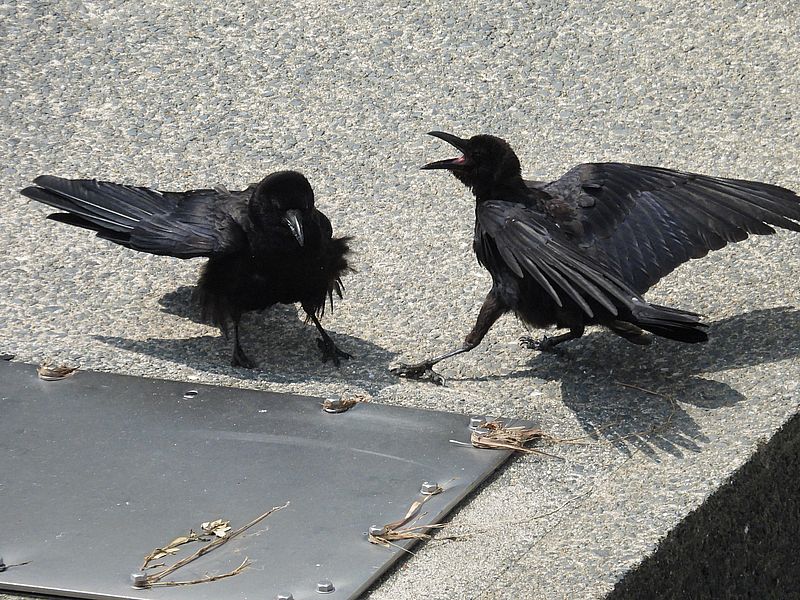 カラヤンの小競り合い