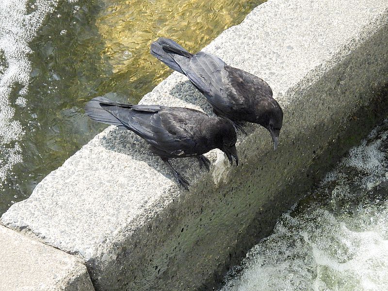 ガン見からやん
