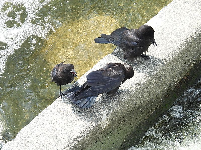割り込むカラヤン