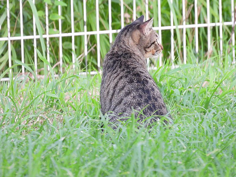 ねこ様