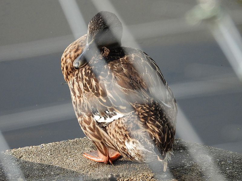 アイガモ母さん