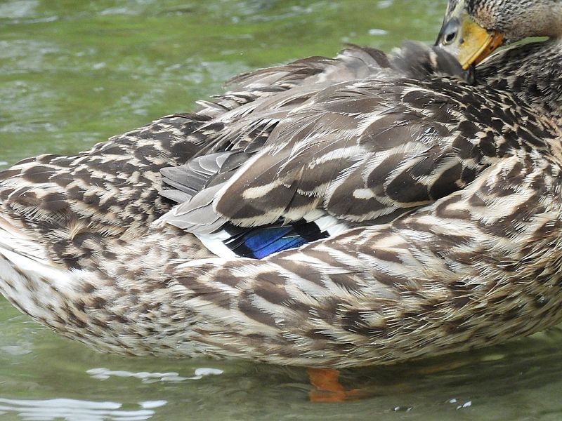 アイガモ母さんの新しい翼鏡
