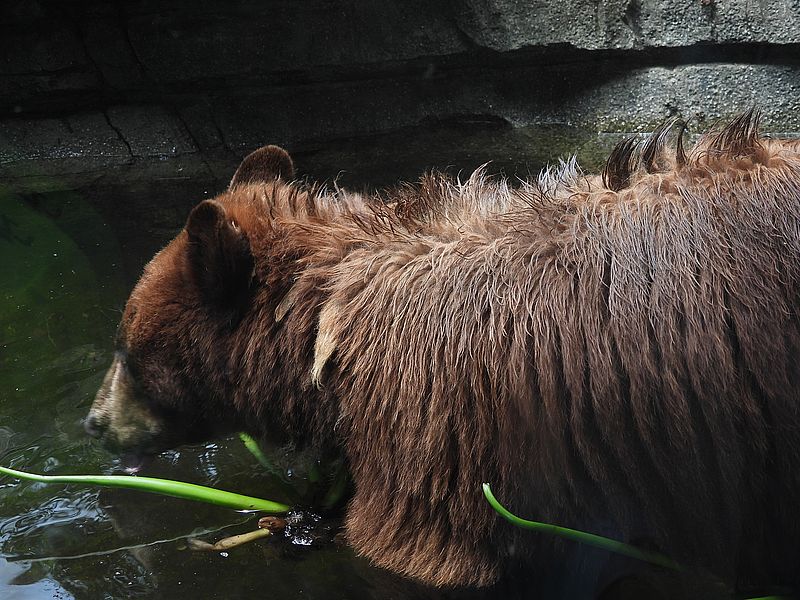 アメリカクロクマさん