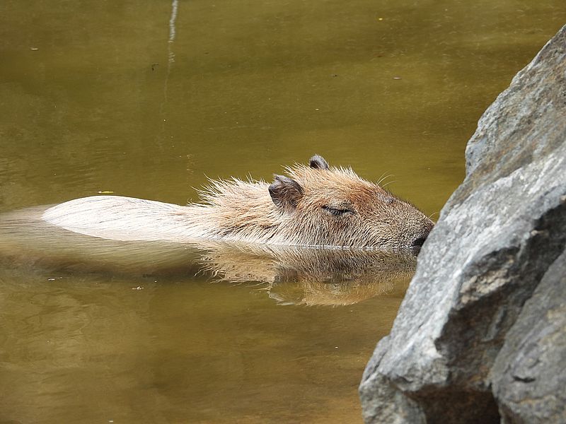 カピバラさん