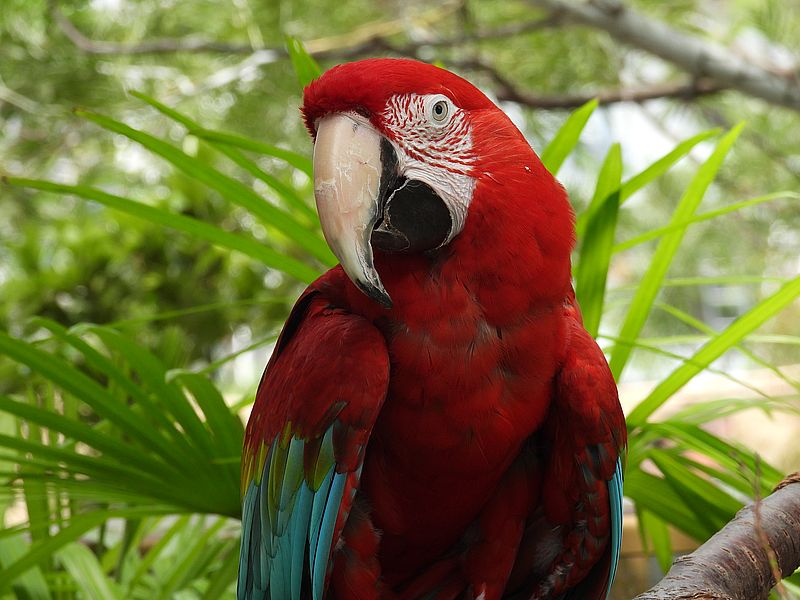 ベニコンゴウインコさん