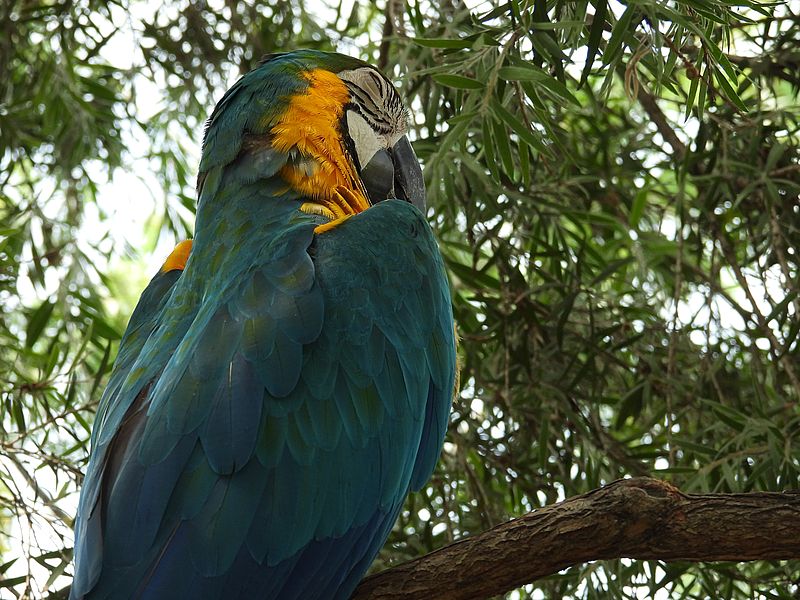 ルリコンゴウインコさん
