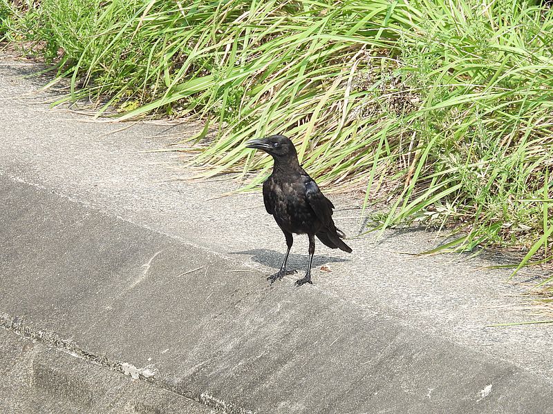 カラヤン