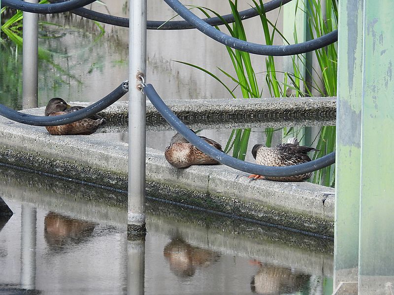 くるり団
