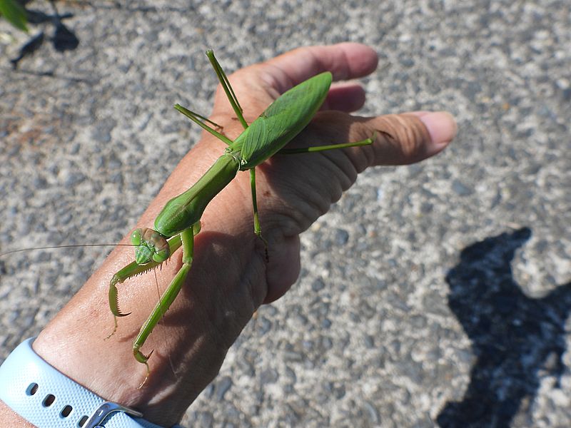 オオカマキリさん