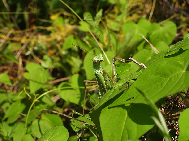 オオカマキリさん