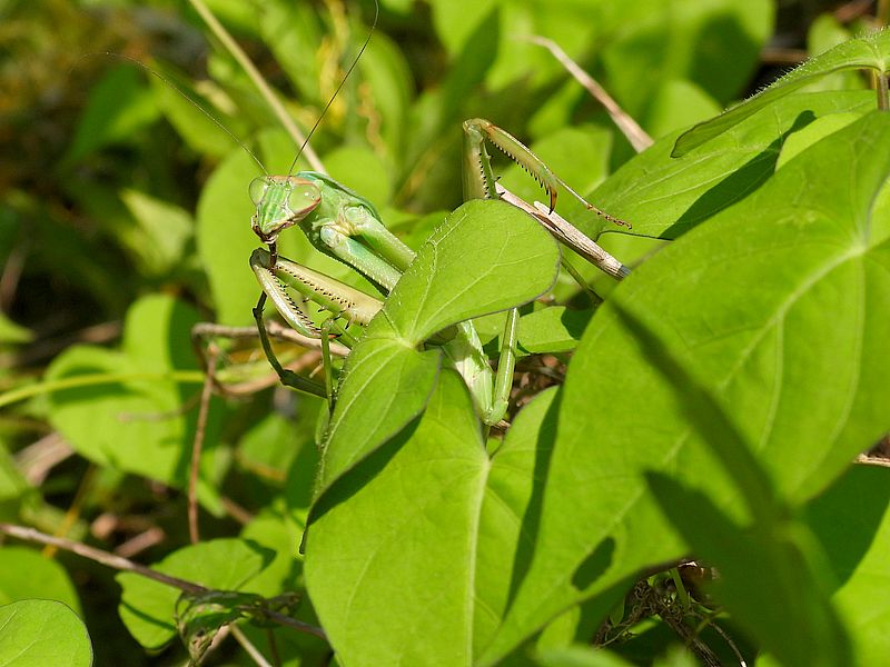 オオカマキリさん