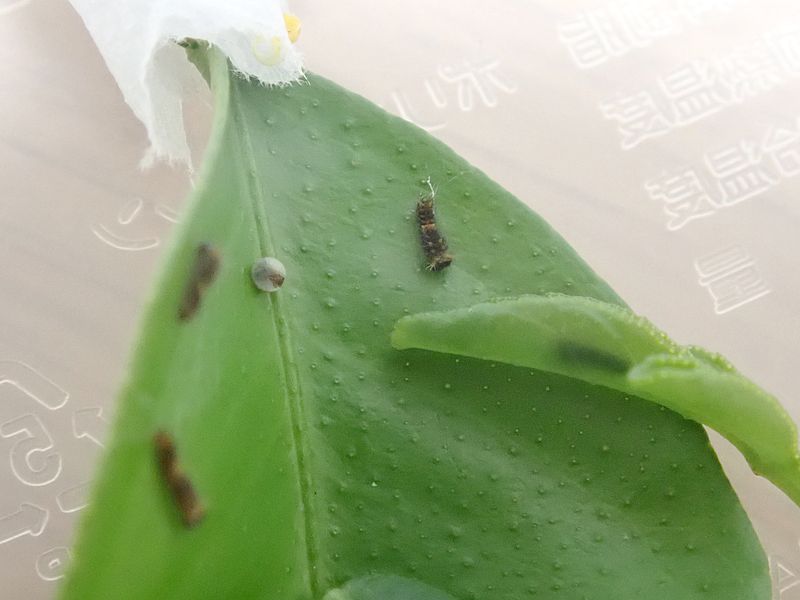 7日に生まれたちびアゲハ