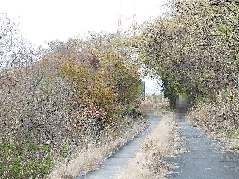 伐採前の淀川河川公園
