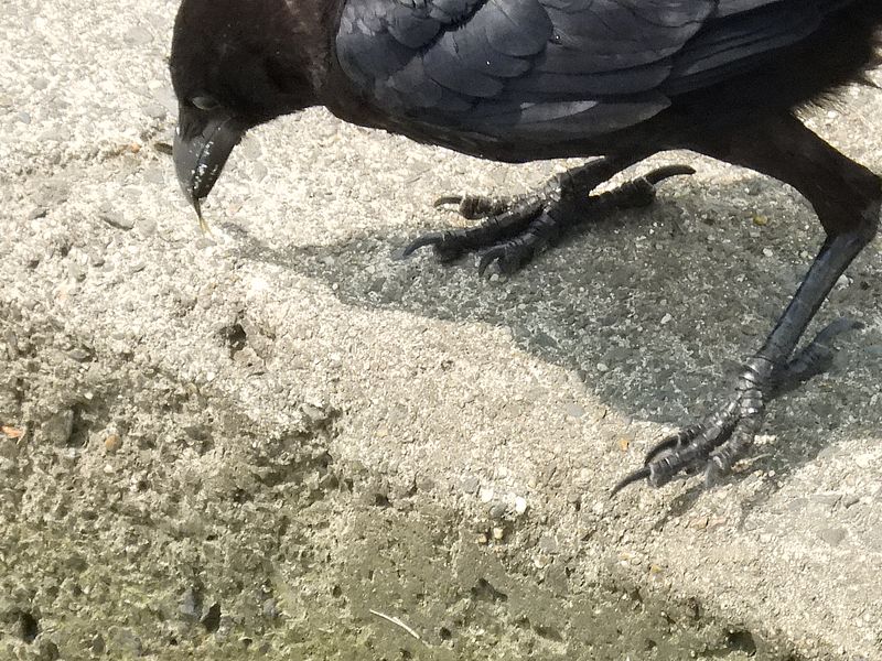カラヤン