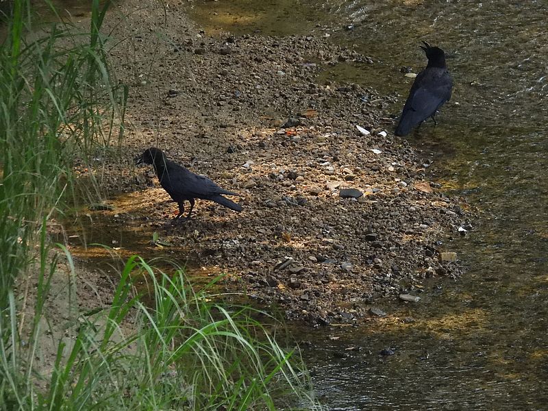 カラヤン