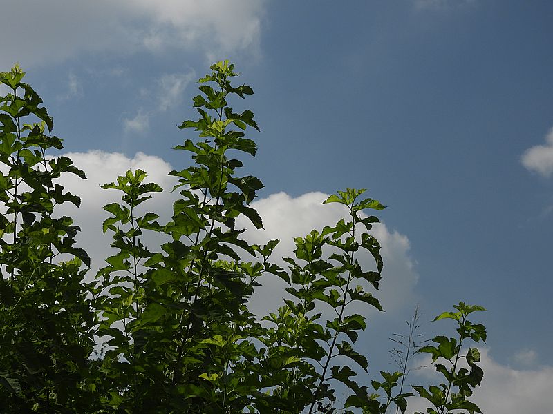 淀川河川公園
