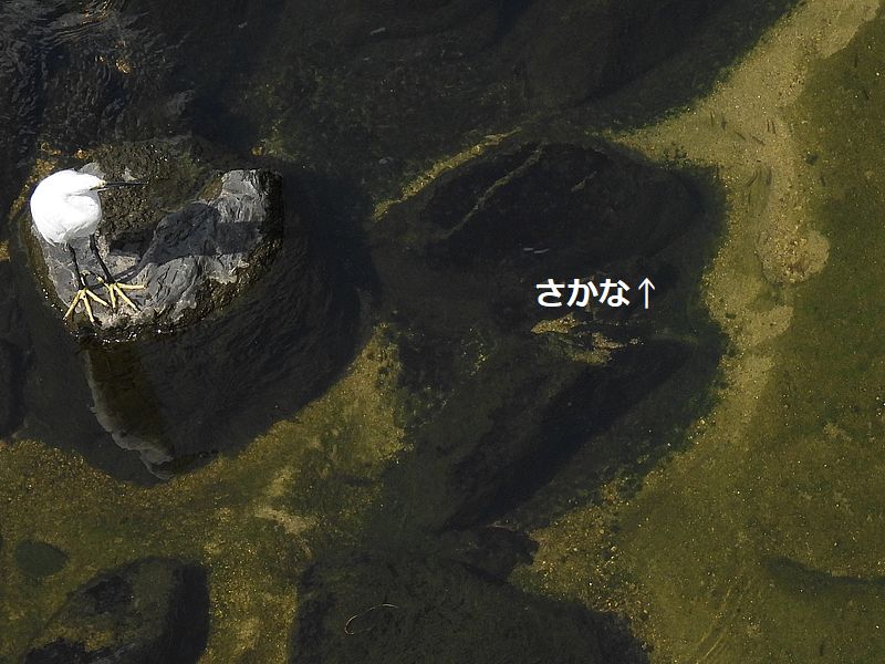 コサギちゃん