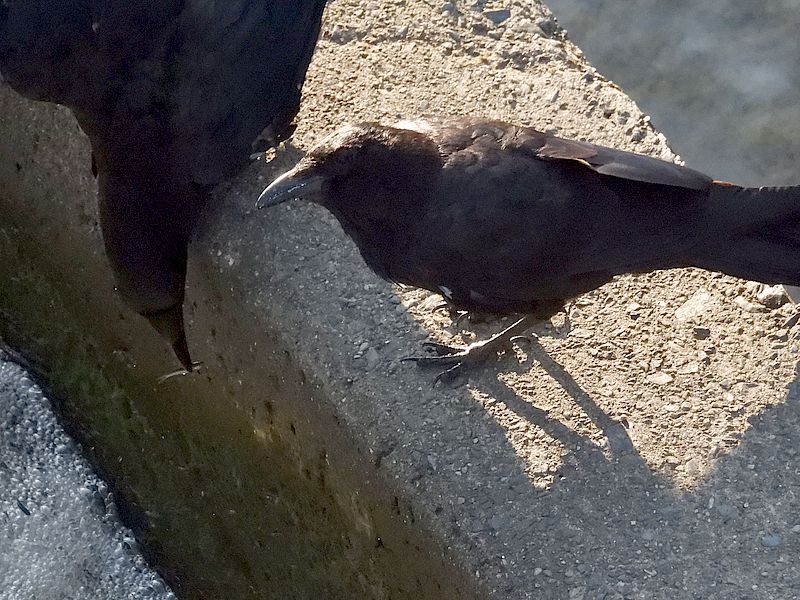 カラヤン