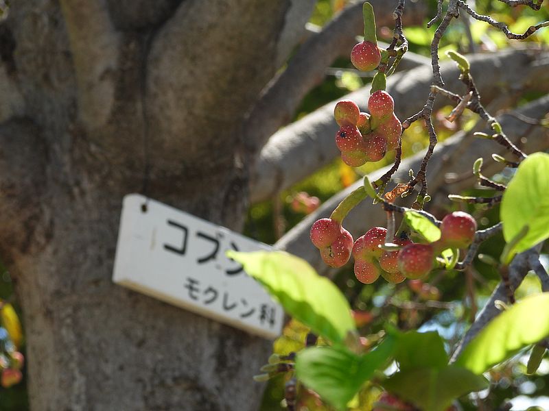 コブシの実