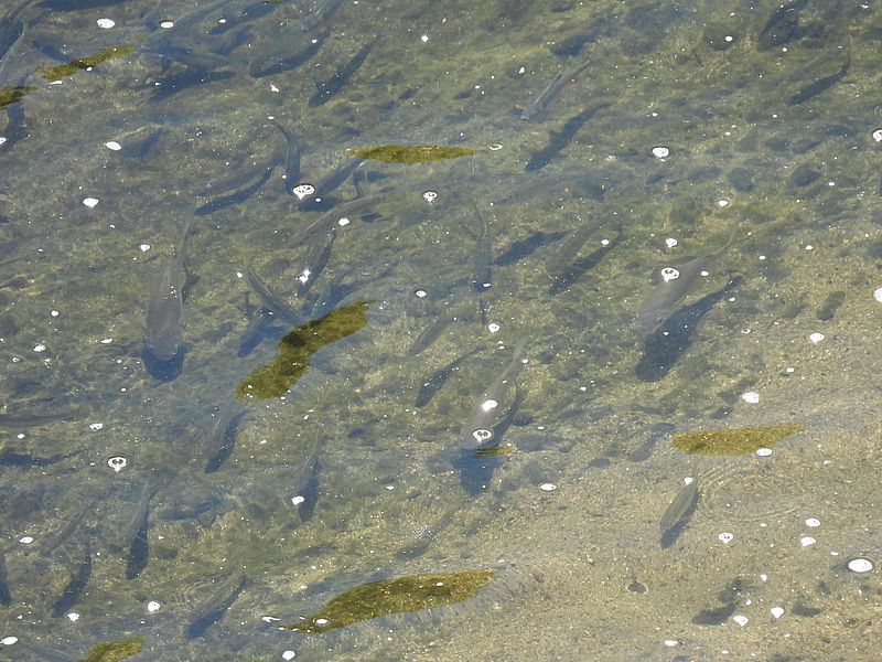 天野川のお魚