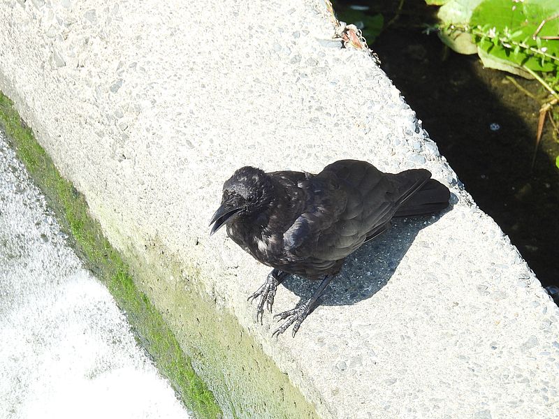 カラヤン