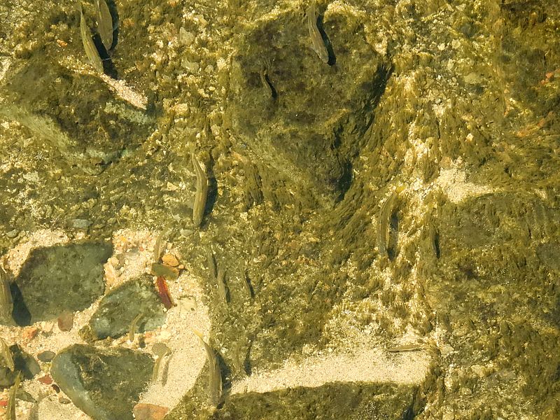 お魚たち