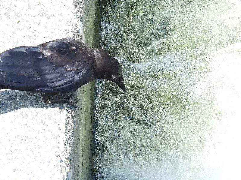 カラヤン