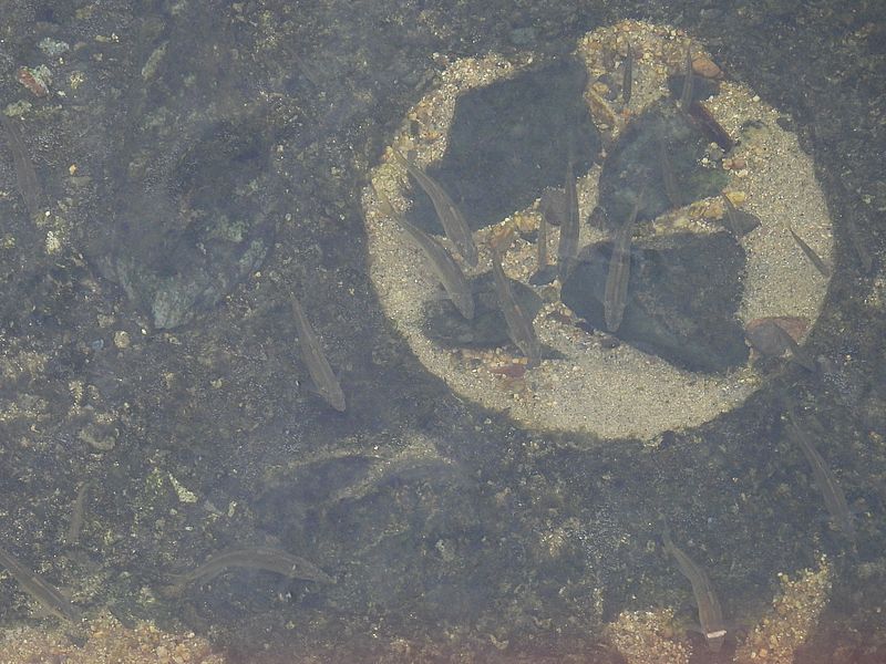 お魚