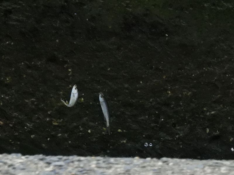 遡上するお魚