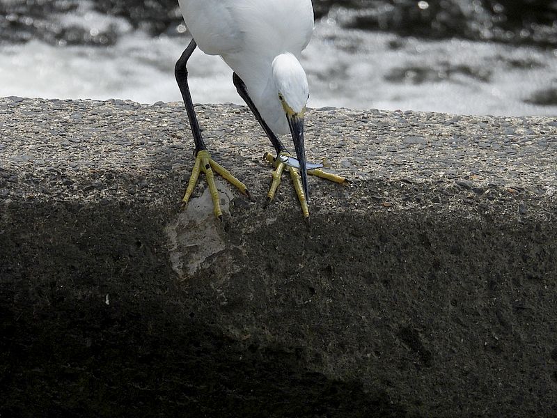 コサギちゃん