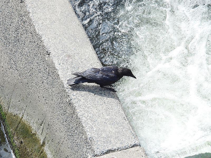 カラヤン